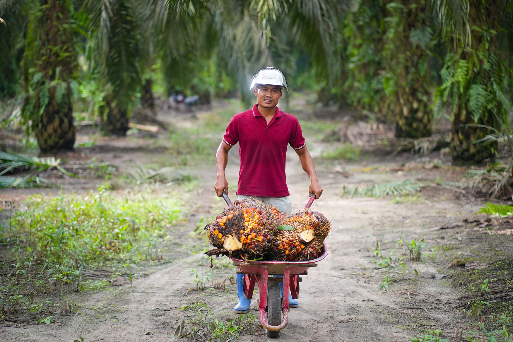 Foto petani membawa Tandan Buah Segar (TBS) sawit berukuran besar hasil panen melimpah